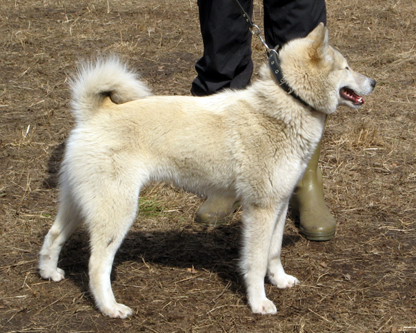 Лайка мальчик. Парень с собакой. Красивые собаки. Лайки парням. Лайка мальчик.